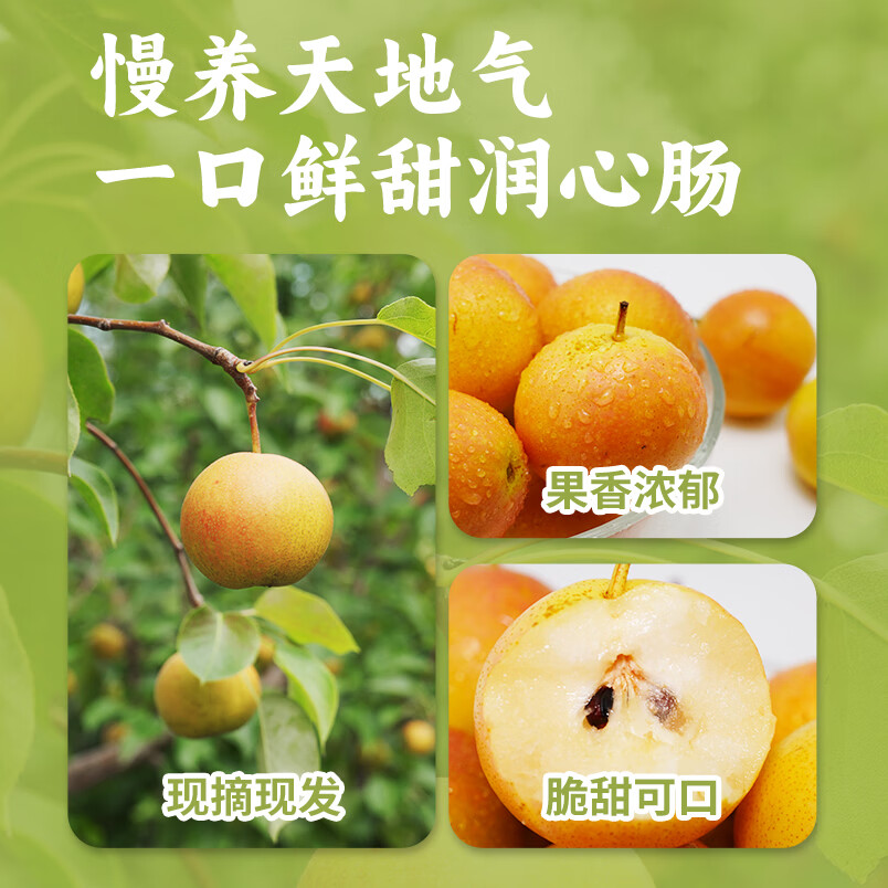 鞍山南果梨礼盒南国梨香水梨阳面果东北特产新鲜水果产地直发 家庭装 黄南果净果4.5斤（40枚小果）