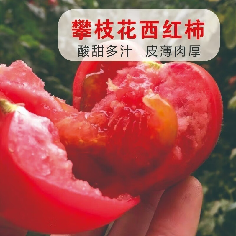 四川攀枝花西红柿新鲜现摘生吃水果露天沙瓤自然番茄整箱当季 大果 5斤