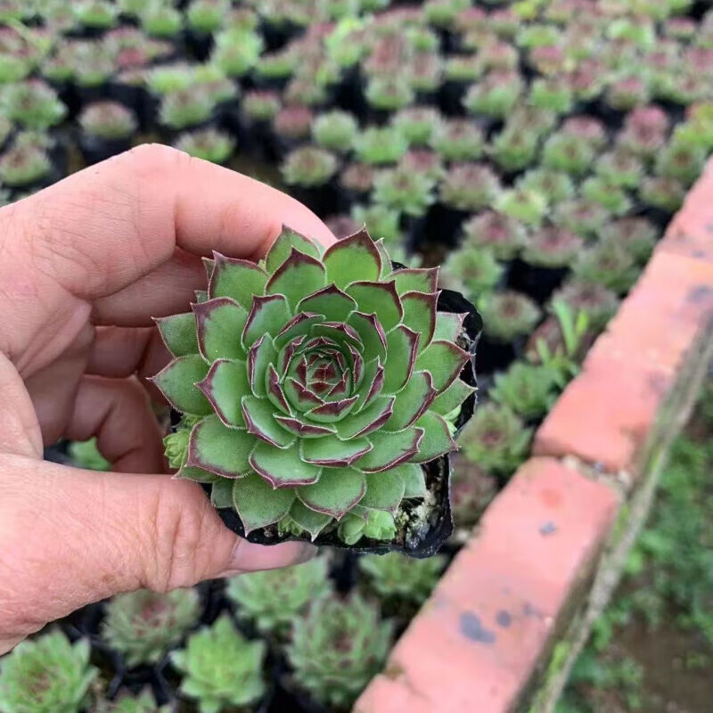 妙普乐送子观音莲花多肉植物群生多头易爆盆室内肉肉植物花卉盆栽