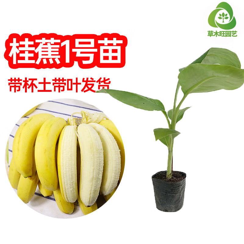 矮化粉蕉苗 皇帝蕉苗 红香蕉苗 当年结果 果树果苗 桂焦一号香蕉苗