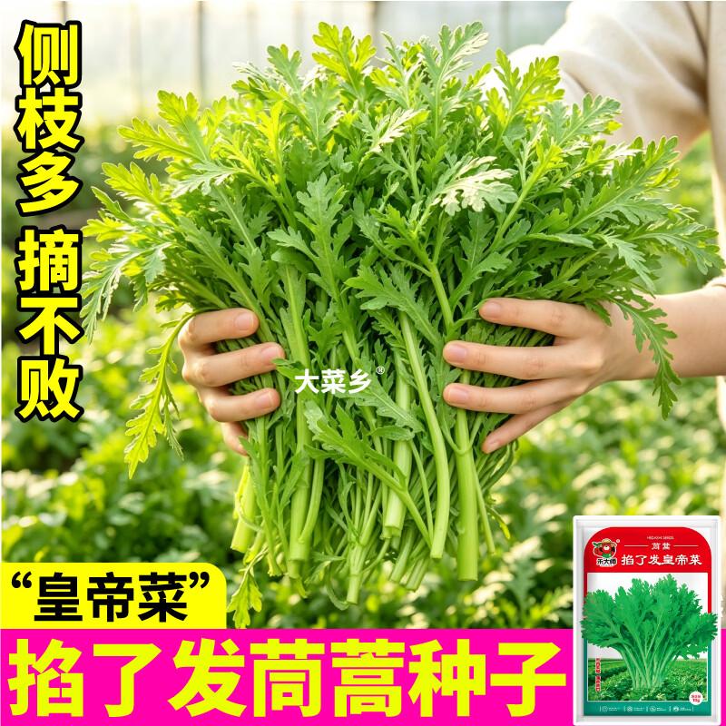 大菜乡三叉分多多茼蒿种子浓香型皇帝菜大叶光杆茼蒿种籽多茬采收 三叉分多多茼蒿种子【2包 约20g】+1包肥