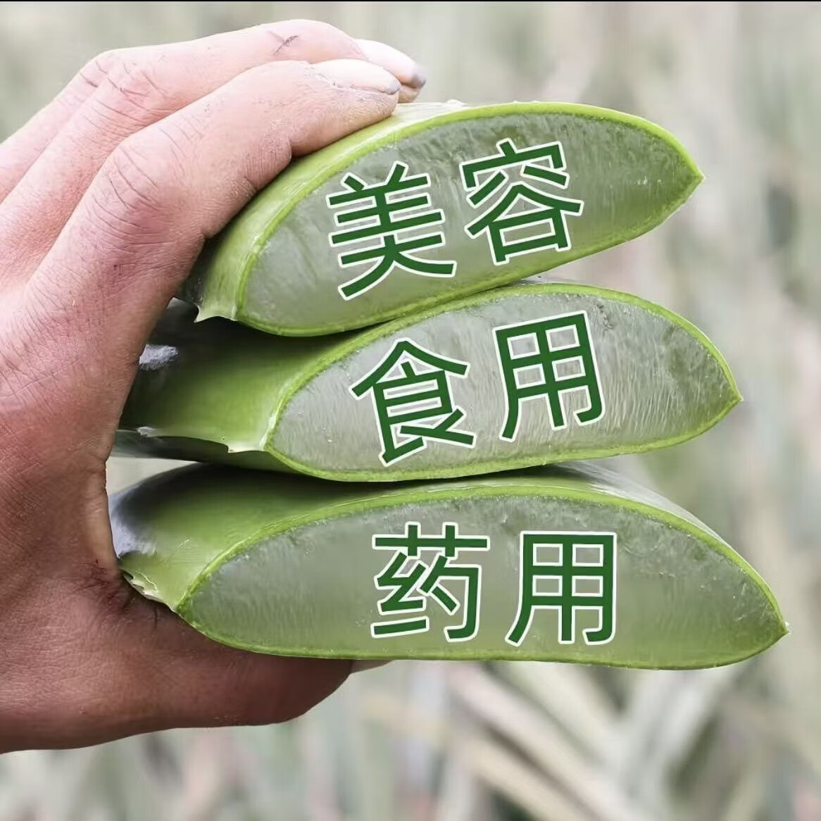 半边河【新鲜现摘现发】可食用芦荟叶片鲜嫩可吃新鲜饱满美容养颜 【主推9斤】400克以上量大