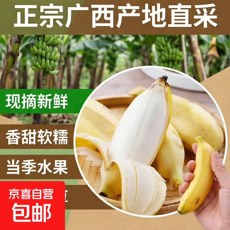 京喜加正宗广西小米蕉香蕉苹果蕉新鲜水果香甜当季水果蕉绿现摘 小米蕉带箱2斤