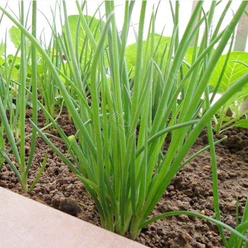 聪知聪家庭种植蔬菜种子四季播种阳台香菜菠菜小白菜奶油生菜油麦菜