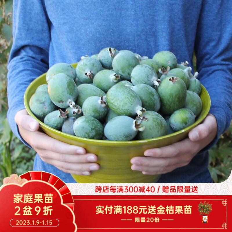 【虹越】菲油果盆栽苗 许愿星(安德瑞 花园常绿果树苗 1加仑盆栽苗