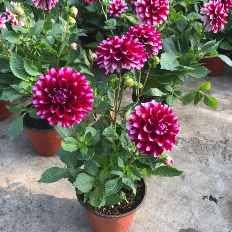 倾奢小丽花盆栽带花宿根植物好看好养的花阳台庭院大丽花开花花卉