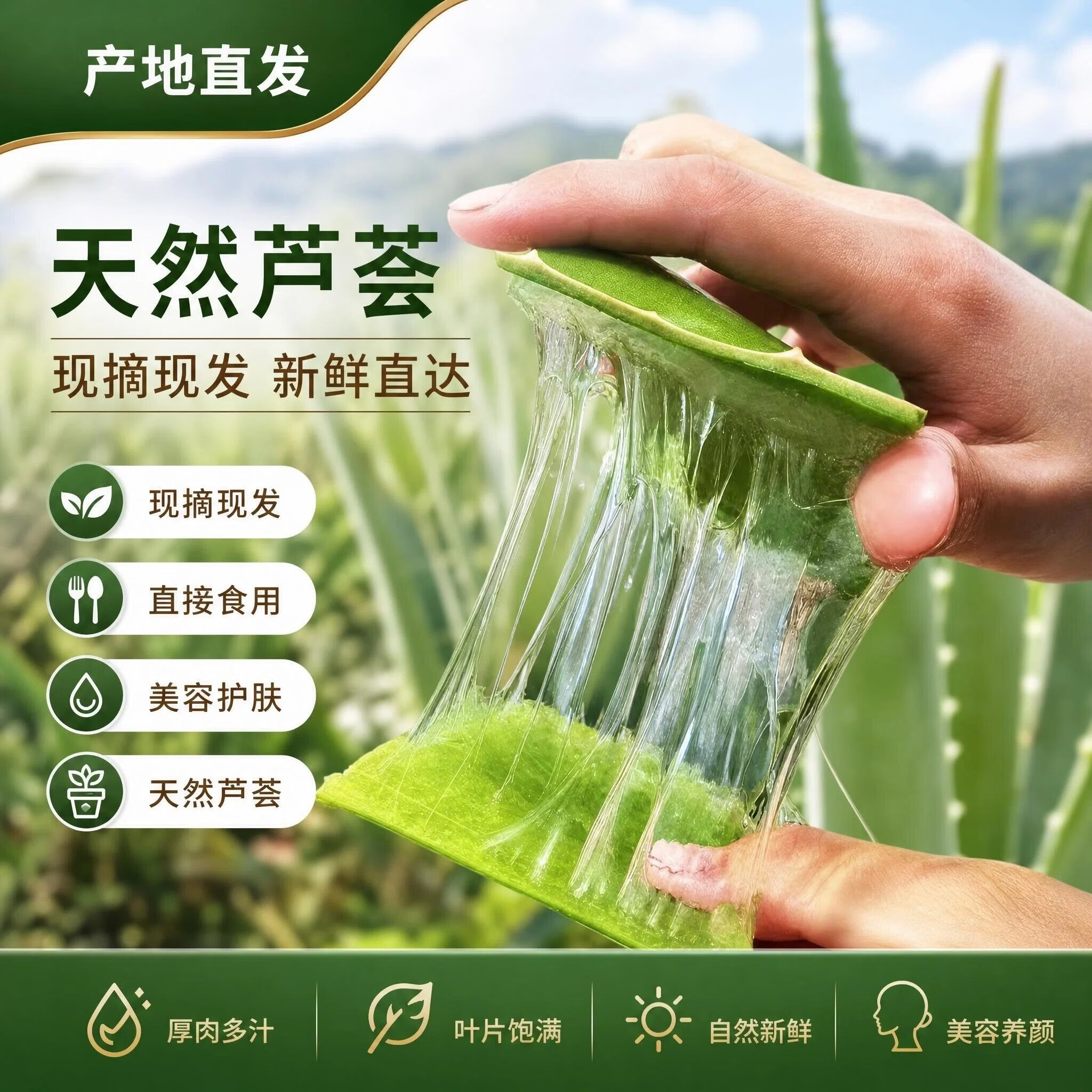 半边河【新鲜现摘现发】可食用芦荟叶片鲜嫩可吃新鲜饱满美容养颜 【主推9斤】400克以上量大