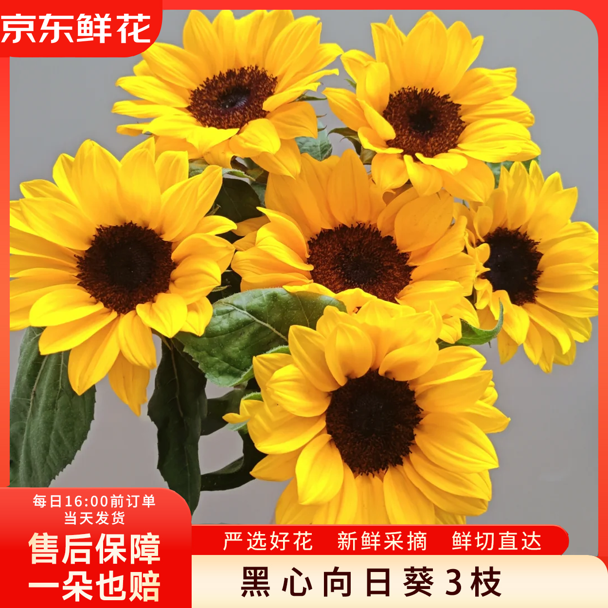 京东鲜花黑心向日葵鲜切花3朵经典黑芯太阳花教师节花束居家插花源头直发