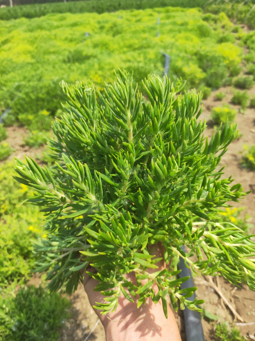 薄雪万年草中华景天黄金佛甲草垂盆草四季常青屋顶绿化苗多肉植物