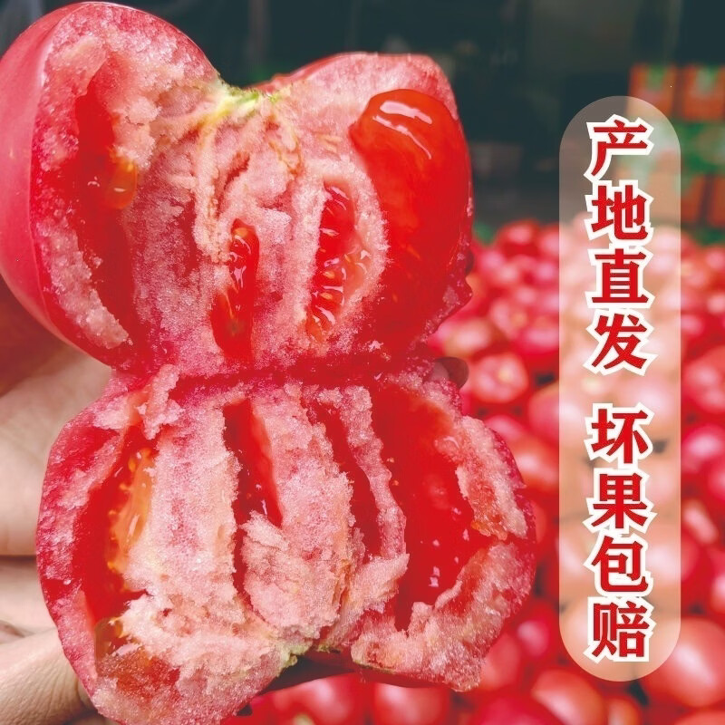 四川攀枝花西红柿新鲜现摘生吃水果露天沙瓤自然番茄整箱当季 大果 5斤