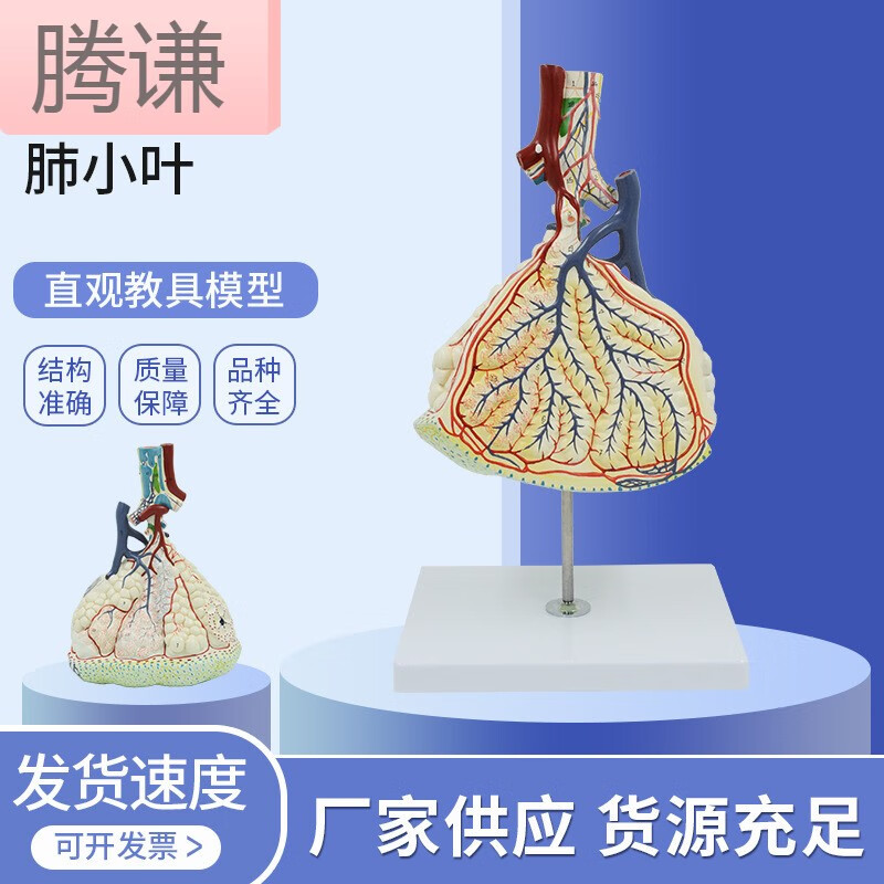 肺小叶放大仿真模型 内脏解剖模型 医学教学科学仪器模型 学仪器模型
