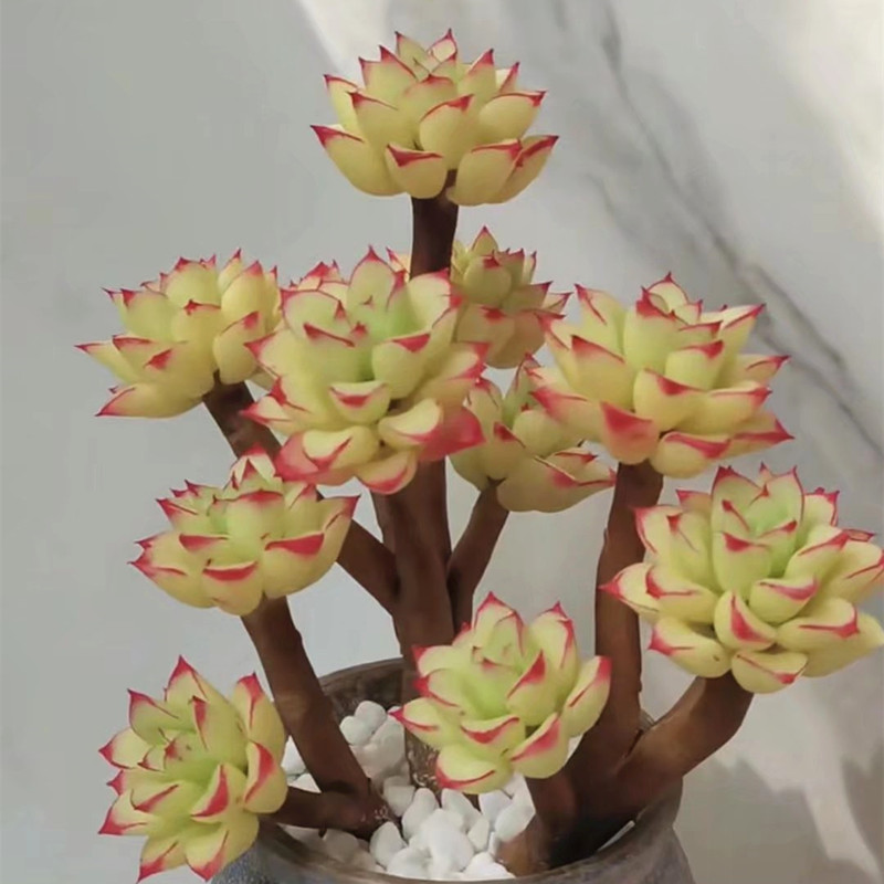 云南多肉植物花卉大颗酥皮鸭老桩精品室内阳台美观盆栽 简易塑料盆
