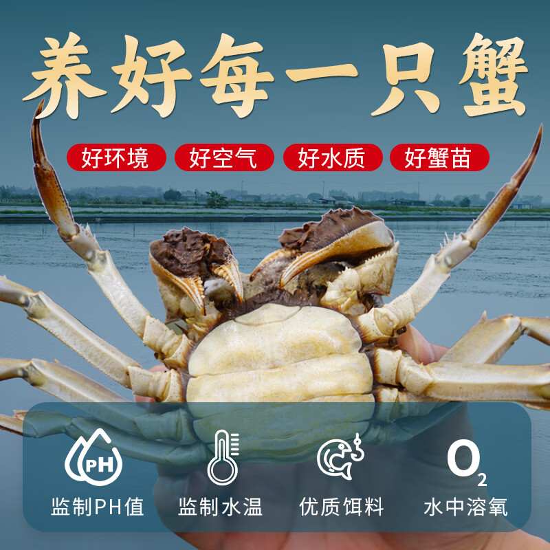 【活蟹】鱻谣大闸蟹 鲜活螃蟹现货礼盒中秋送礼去绳足重足斤足两 全母蟹3.0-3.3两 8只