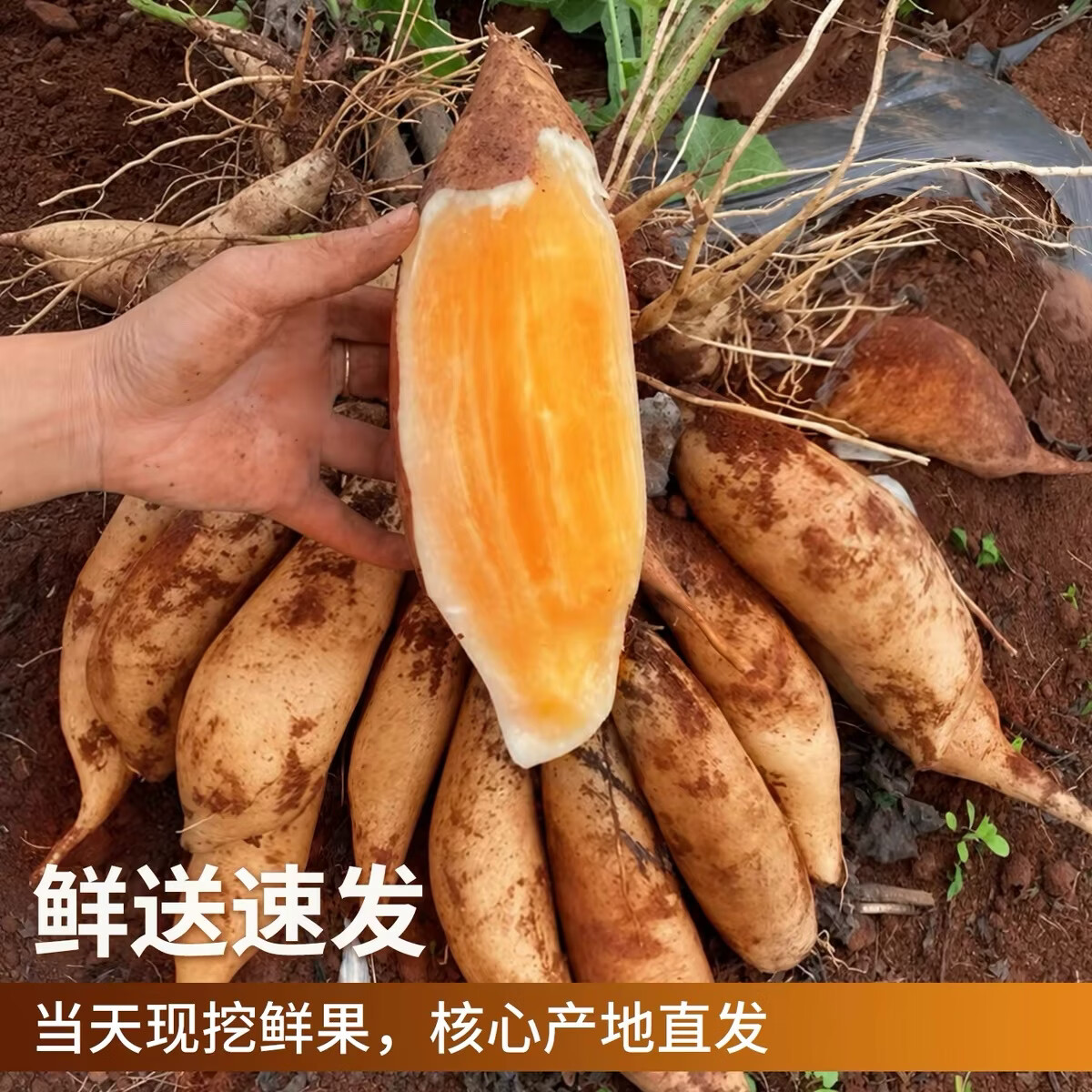 耘伯伯【彩箱】2026年云南天山雪莲果新鲜现挖 雪莲果脆甜多汁当季水果 新货正宗云南天山雪莲果【彩箱】 品牌直发·商超品质【带箱9斤精选特大果】
