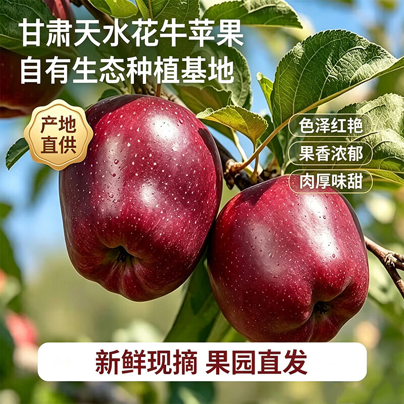 莎凰甘肃天水花牛苹果水果面苹果当季新鲜水果 中秋送礼 净重4.5斤 单果70mm+