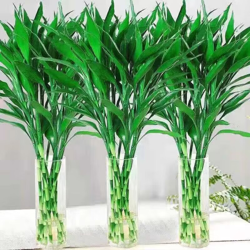 COZOK 富贵竹水培植物转运竹盆栽植物室内净化空气绿植花卉
