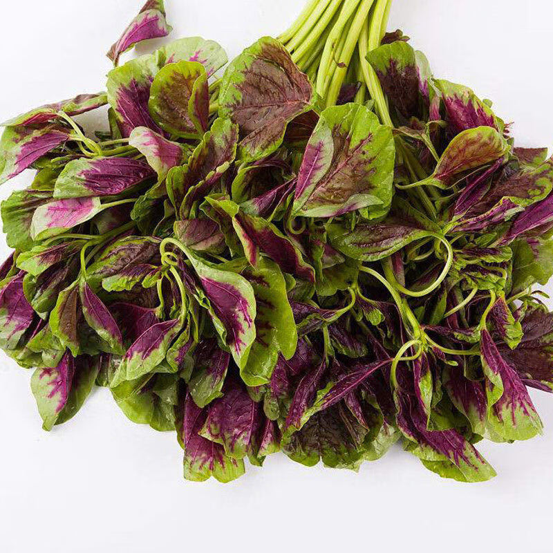 苋菜新鲜蔬菜农家自种红汉菜青苋菜现摘现发红米苋菜红苋菜红汉菜