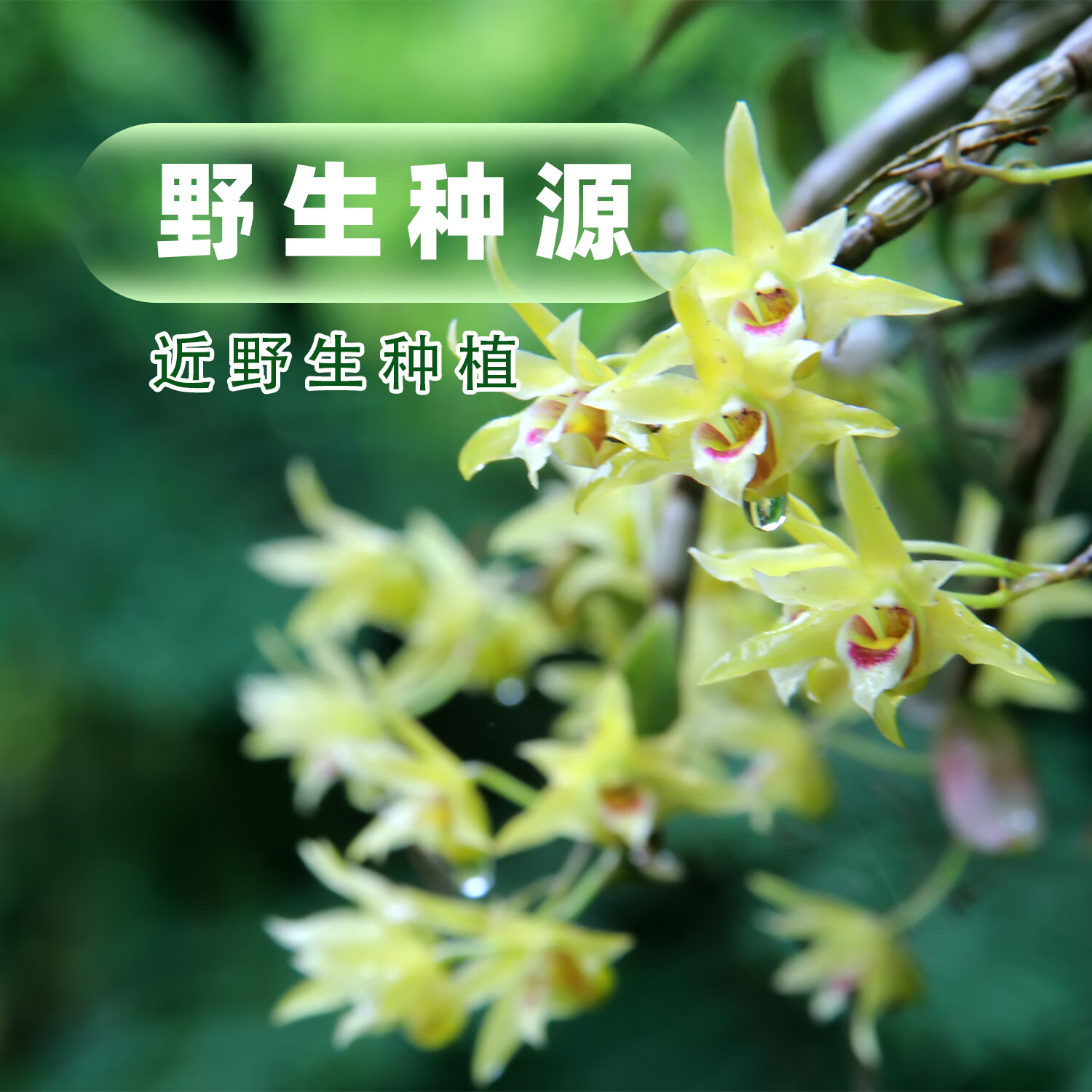 荟真元登峰牌铁皮石斛颗粒道地原材便携装甄选原材足质足冲泡养生饮品 单盒装3g*8包
