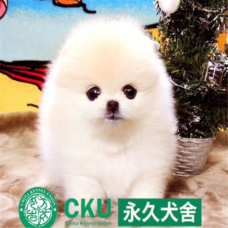 别态萌哈多利博美幼犬纯种白色球体博美犬活体宠物狗疫苗已做健康保障