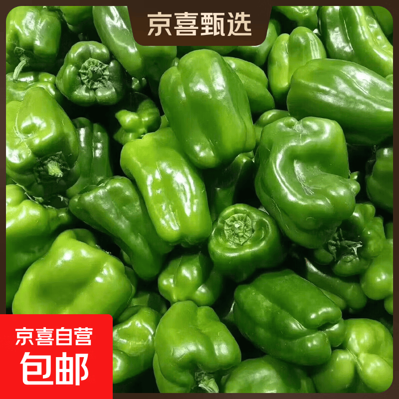 现摘新鲜绿菜椒圆椒青椒‘灯笼椒 4斤