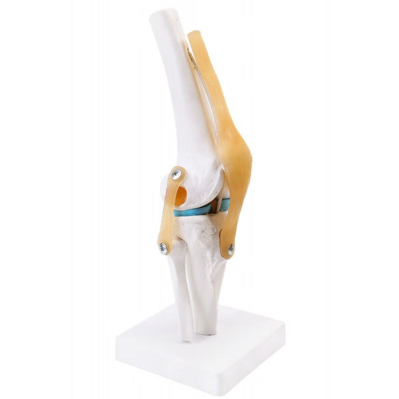 人体膝关节功能模型半月板交叉韧带活动膝盖骨髌骨教学骨骼模型