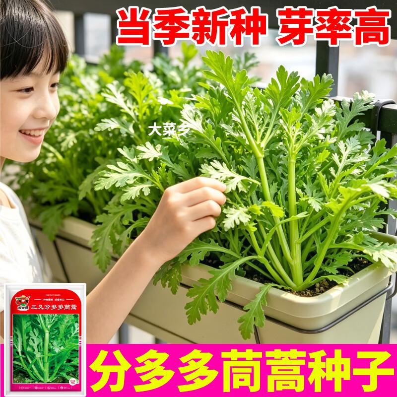 大菜乡三叉分多多茼蒿种子浓香型皇帝菜大叶光杆茼蒿种籽多茬采收 三叉分多多茼蒿种子【2包 约20g】+1包肥