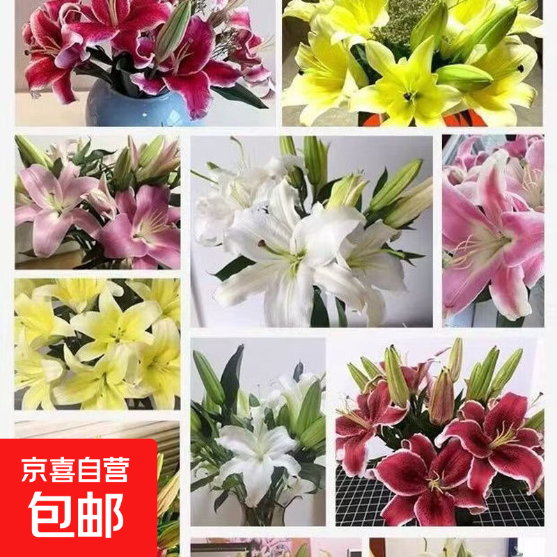 香水百合浓香型百合大花苞云南基地直发新鲜直发室内家用装饰鲜花 随机色百合11-13朵(到货先醒花)