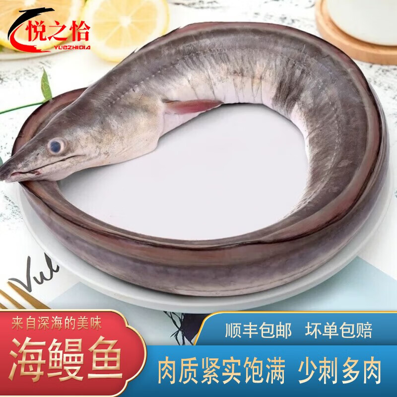 鹿凌青 鳗鱼新鲜海鳗鱼整条 冰鲜海鳗鱼 霞浦新鲜大鳗鱼海鲜水产 约4.