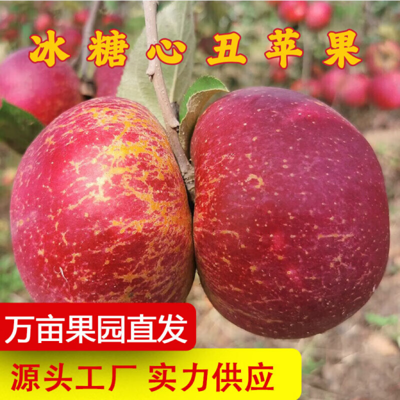 兴起（XINGQI）云南昭通红露苹果冰糖心丑苹果新鲜水果当季脆甜红富士一件 10斤大果装【80-90mm】