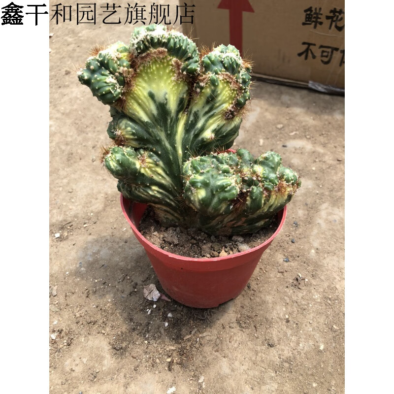 素蜜仙人山虎头罗汉山影拳 仙人掌类沙生多肉植物 虎头山影 盆栽花卉