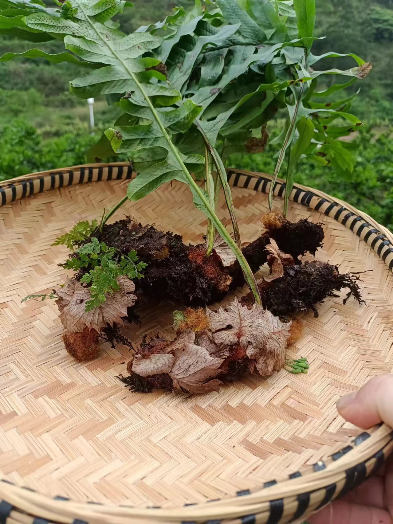 正宗贵州山货 新鲜骨碎补 中药材 毛姜 爬岩姜 石岩姜 现摘盆栽泡酒