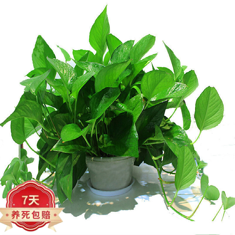 购优汇室内花卉绿植物长藤大叶盆水培土养办公客厅绿箩  含盆 精品