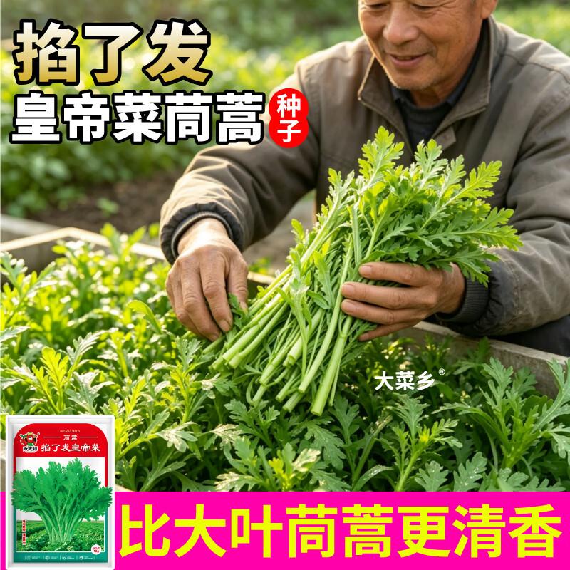 大菜乡三叉分多多茼蒿种子浓香型皇帝菜大叶光杆茼蒿种籽多茬采收 三叉分多多茼蒿种子【2包 约20g】+1包肥