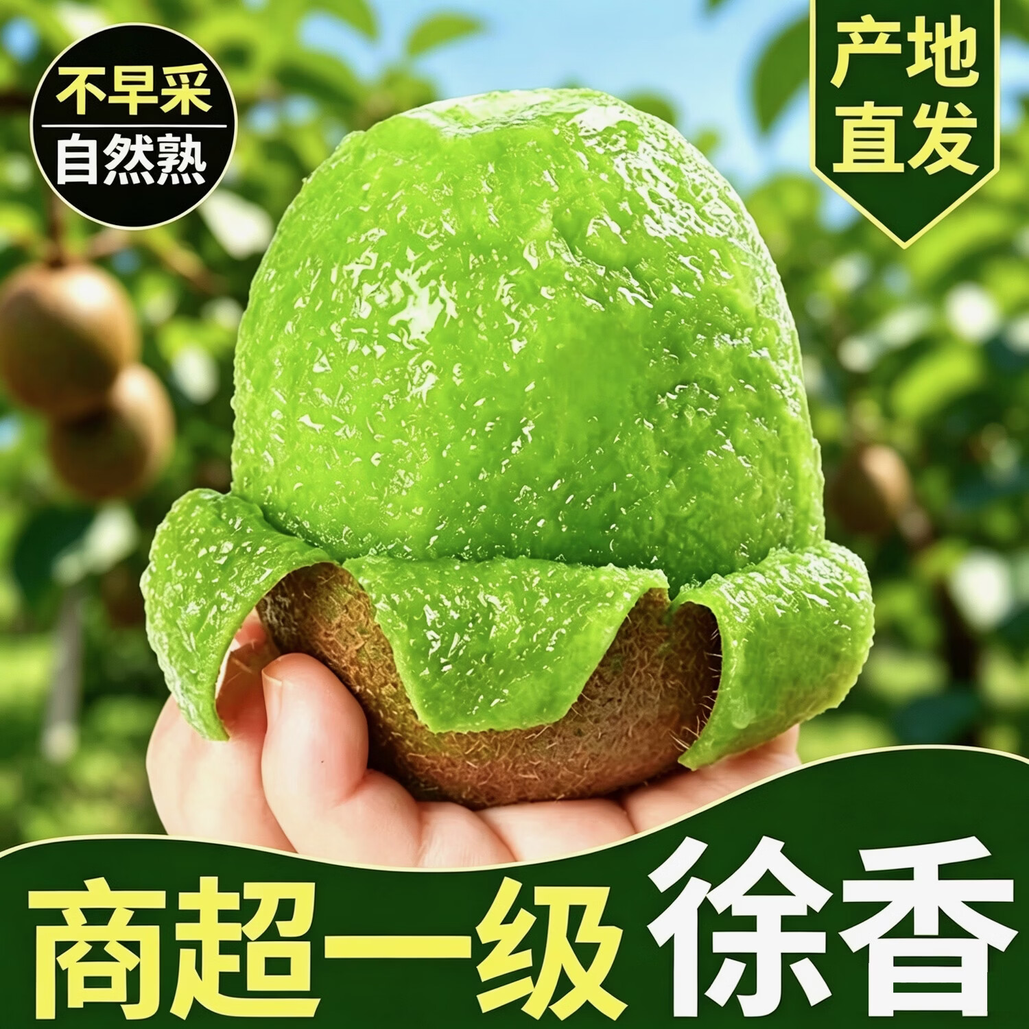 产地直销陕西眉县正宗徐香猕猴桃奇异果应季新鲜中秋水果礼盒10斤 特大果(100-130) (出口5A级品质)5斤