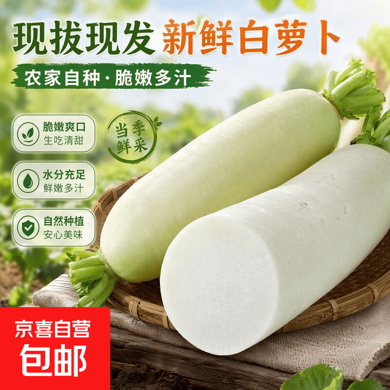 当季新鲜白萝卜现挖现发生吃脆甜长白萝卜水果萝卜农家可腌制蔬菜 新鲜白萝卜5斤 净重