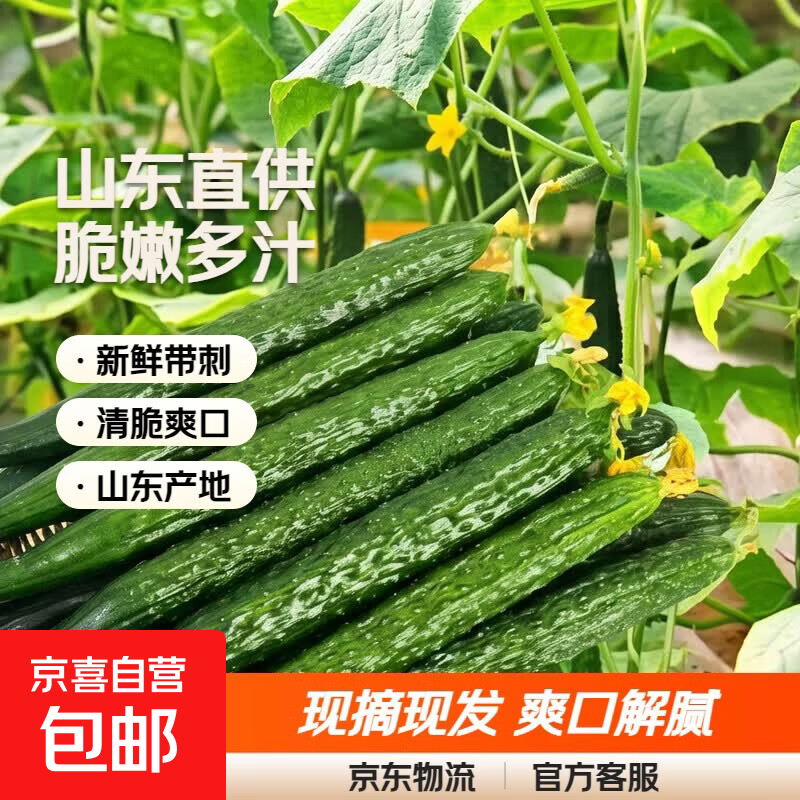 山东新鲜黄瓜净重3.8斤https://u.jd.com/FOu0bNp 8.8
