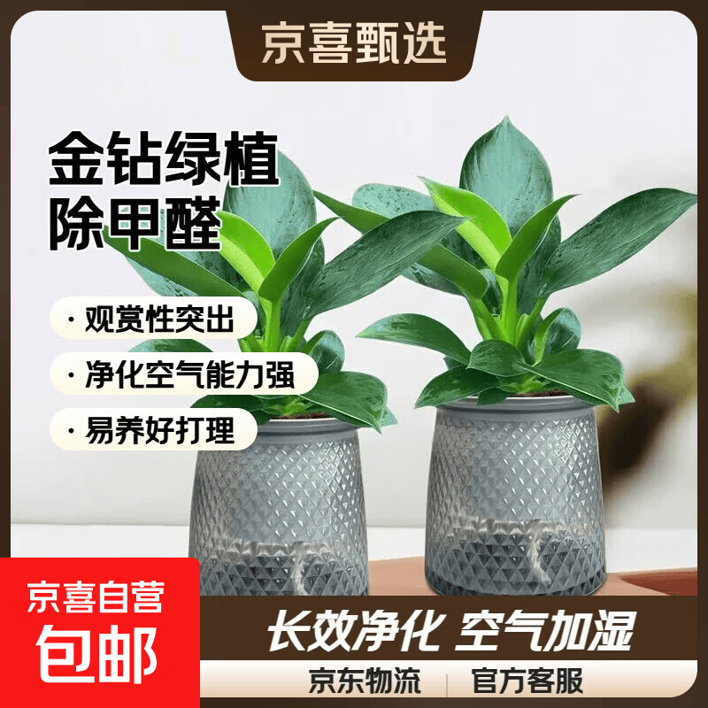 金钻繁星吸水盆2盆 7.98元，绿萝橙色南瓜盆2盆 9.96元，九里香吸水鱼缸盆2盆 9.98元 - 86线报