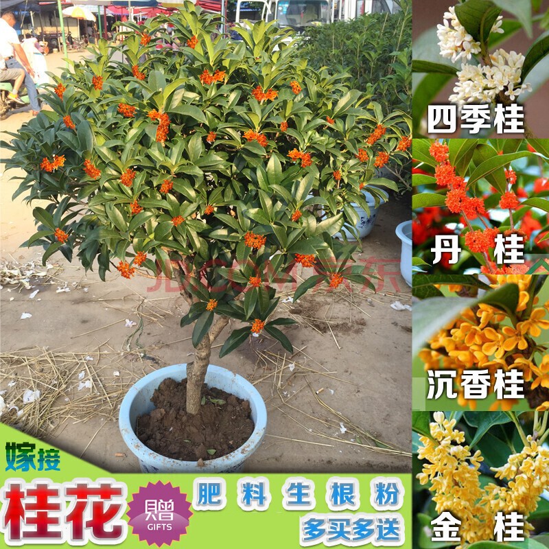 【金满堂桂花苗】桂花苗盆栽日香桂 庭院阳台花卉绿植盆栽植物 现挖现