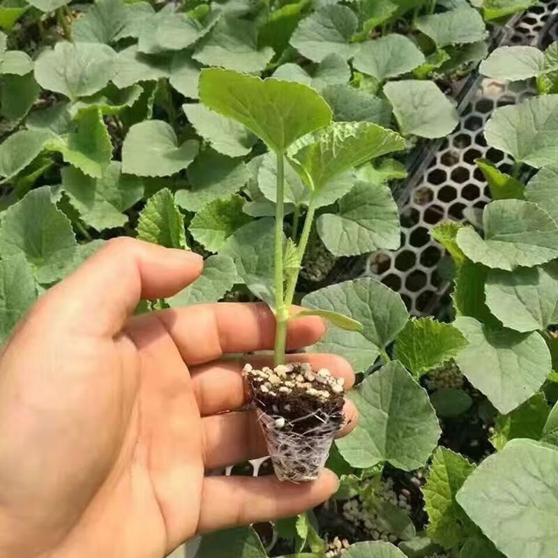 羊角蜜甜瓜苗高产特大羊角蜜酥香瓜甜瓜苗羊角蜜瓜四季水果秧苗 【10