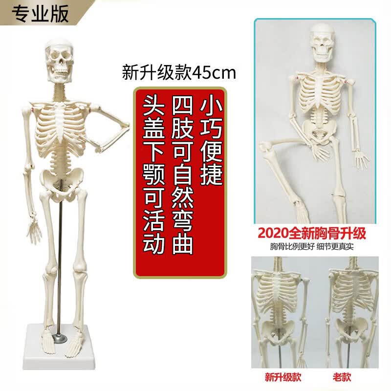 人体骨骼模型骨架小白全身脊椎仿真医学结构解剖骷髅脊柱儿童玩具 (a)