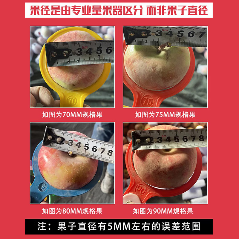 东鲜丰陕西红富士苹果新鲜膜袋苹果现摘现发水果整箱 红富士苹果净重4.5斤【单果70-80mm】