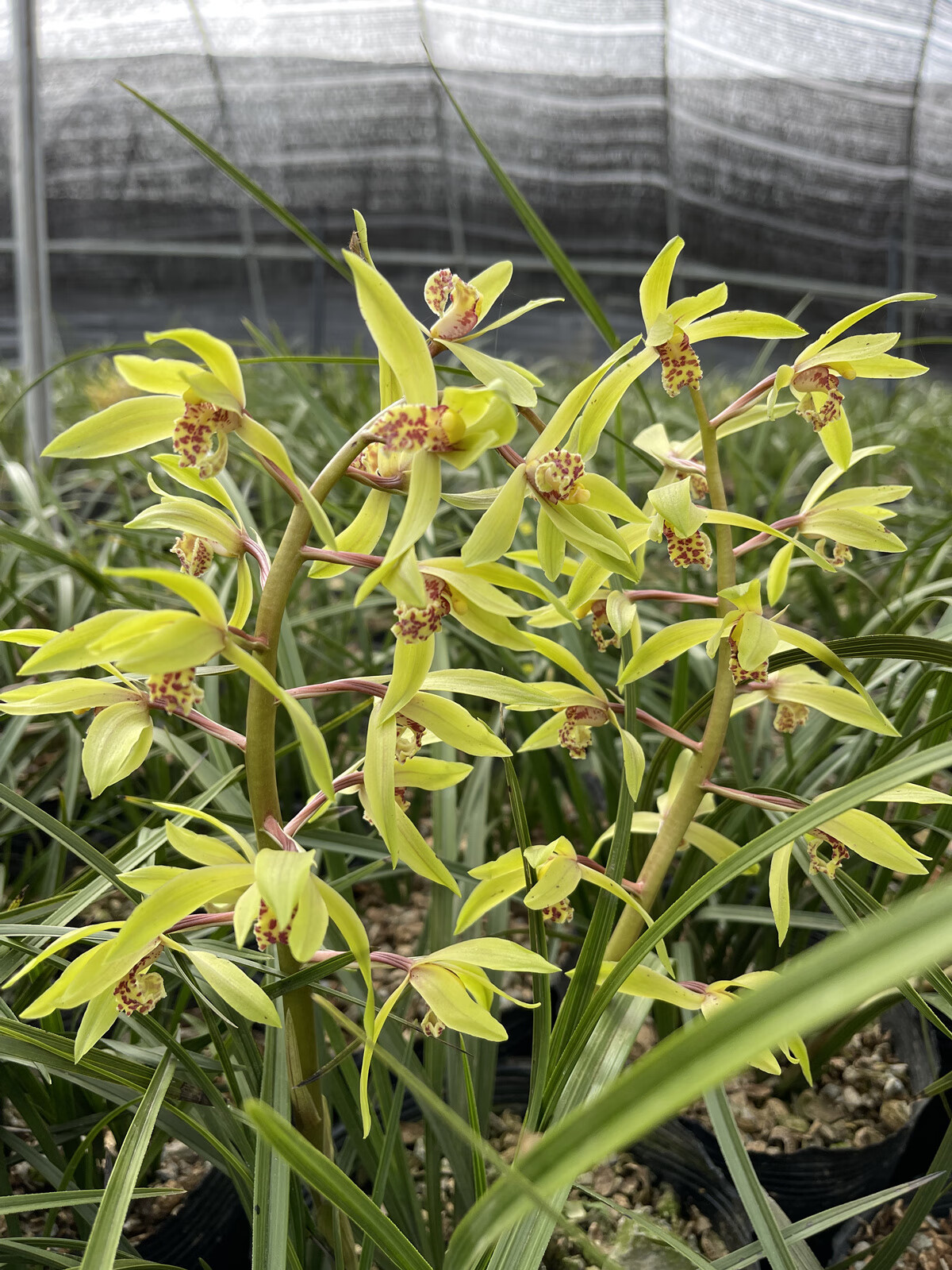 京佳乐糜岚硕春蕙兰浓香型带花苞随州九头兰节兰草花耐寒多年庭院室内