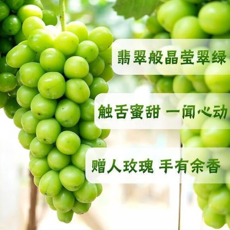 澧县出口特供阳光玫瑰葡萄新鲜香印提子有机水果孕妇当季生鲜礼盒 5斤冷链箱【精品串装】单果15g以上