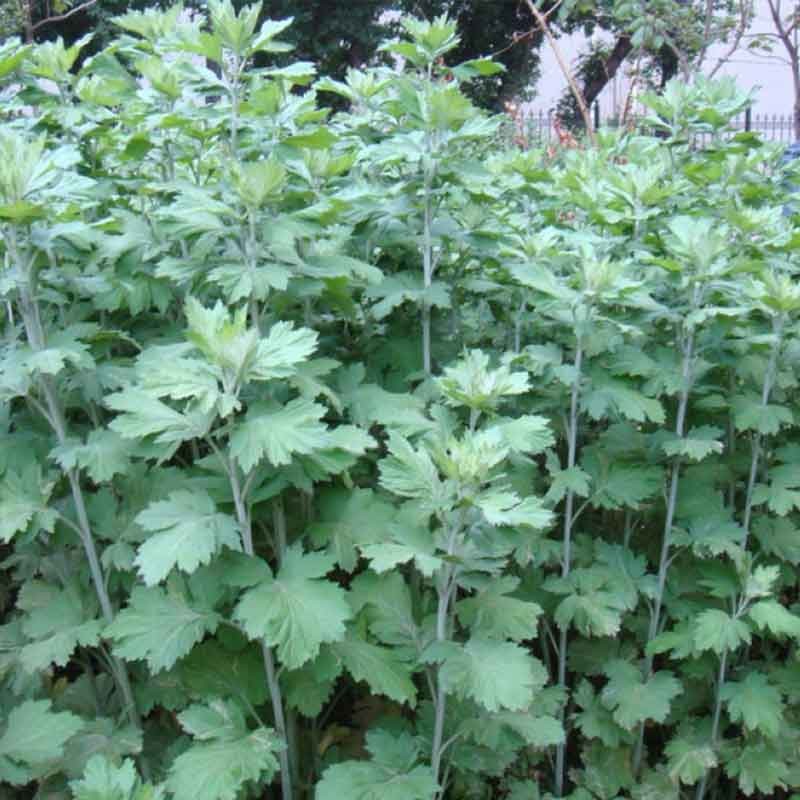 蚊虫草种子花种子庭院室内阳台四季易种开花香草艾草种籽花种籽子