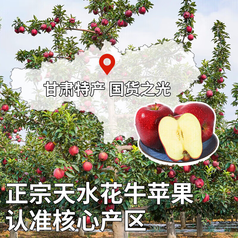 东鲜丰甘肃天水花牛苹果蛇果2026年新果花牛蛇果新鲜苹果水果多仓发货 花牛苹果净重4.5斤彩箱【单果70mm+】12-14枚