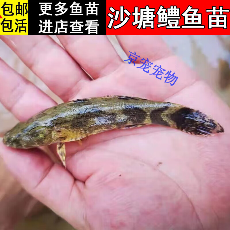 采缇(caiti)笋壳鱼鲜活 沙塘鳢鱼 3-4cm笋壳鱼鱼苗20条