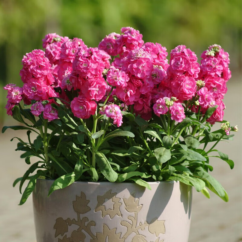 室内庭院种植盆栽绿植花卉花籽 可做切花 混色紫罗兰 半斤