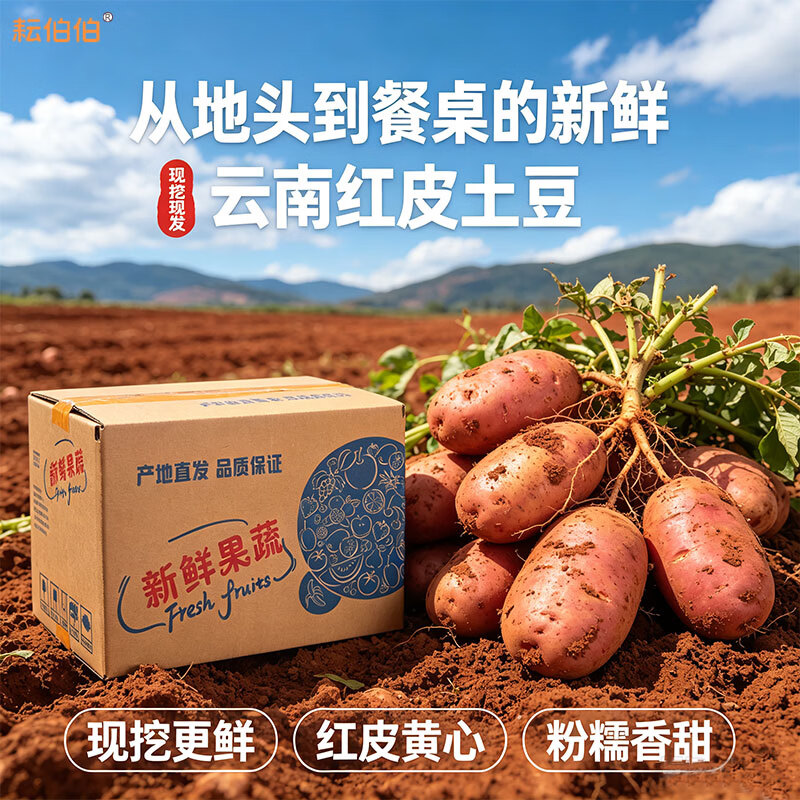耘伯伯【新上市】正宗云南红皮土豆农家现挖黄心洋芋马铃薯批发新鲜蔬菜 高山精品红皮土豆-沙糯 净重9斤精选中果【单果2两以上】