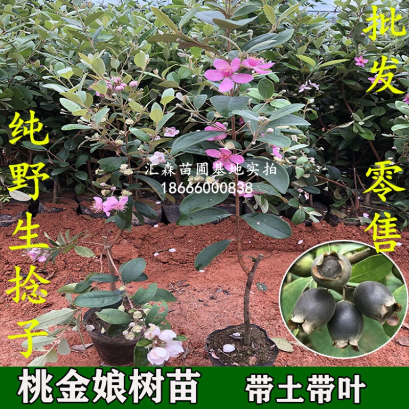 醉春木正宗桃金娘树苗 山捻子苗 乌稔多尼小树苗 盆景地栽室内阳台