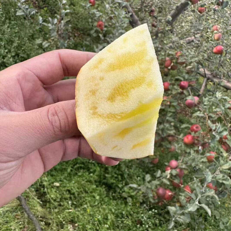 兴起（XINGQI）云南昭通红露苹果冰糖心丑苹果新鲜水果当季脆甜红富士一件 10斤大果装【80-90mm】